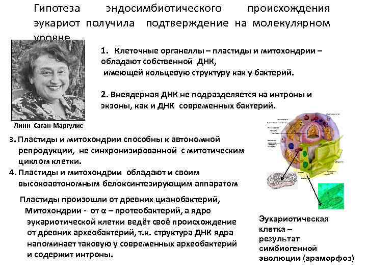 Гипотеза эндосимбиотического происхождения эукариот получила подтверждение на молекулярном уровне 1. Клеточные органеллы – пластиды