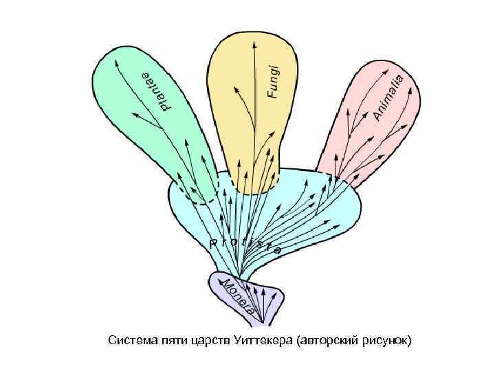 Система пяти царств Уиттекера (авторский рисунок) 