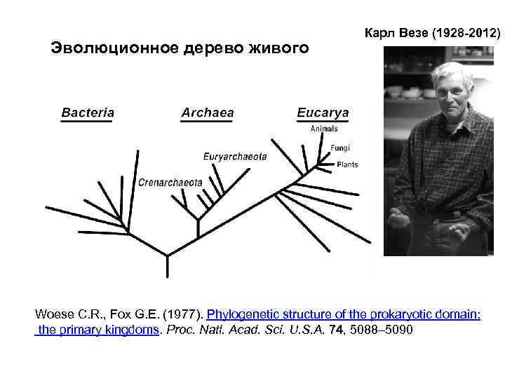 Эволюционное дерево живого Карл Везе (1928 -2012) Woese C. R. , Fox G. E.