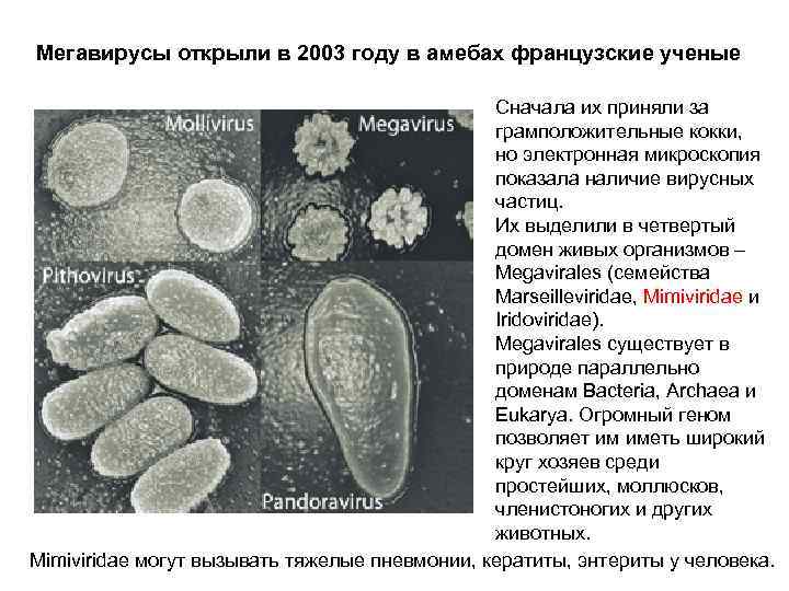 Мегавирусы открыли в 2003 году в амебах французские ученые Сначала их приняли за грамположительные