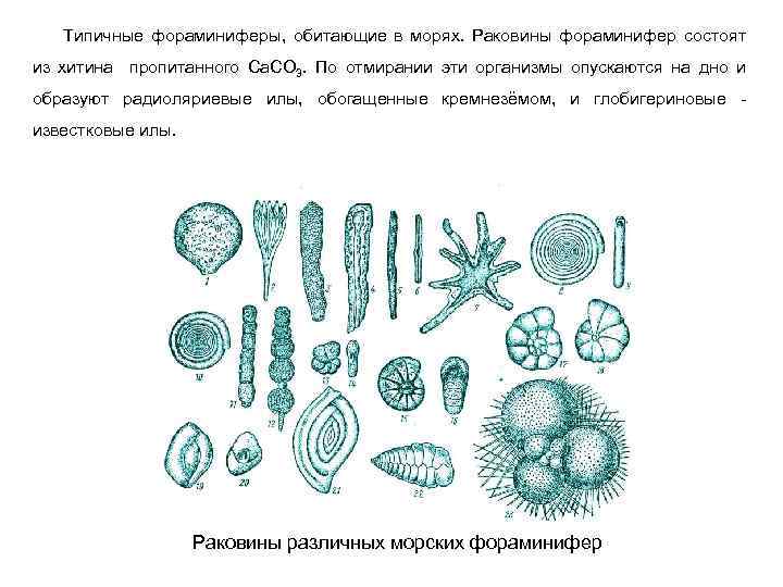 Фораминиферы условные обозначения. Жизненный цикл фораминифер. Простейшие водоросли. Цикл фораминиферы схема и пояснение.