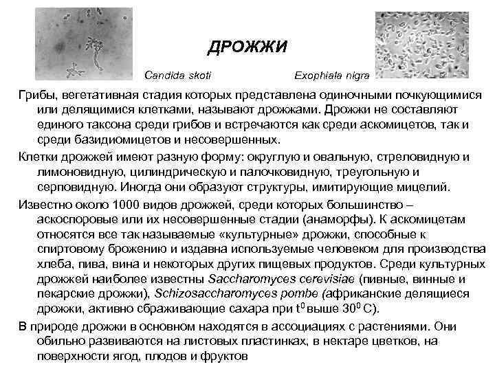 Дрожжи кандида. Дрожжи аскомицеты. Дрожжи в моче. Тело дрожжей представлено одиночными клетками. Делящиеся клетки дрожжей.