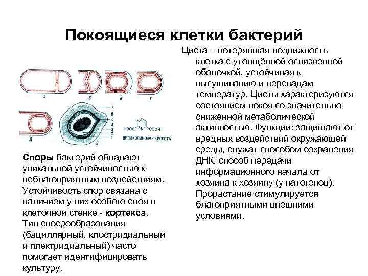 Покоящиеся клетки бактерий Споры бактерий обладают уникальной устойчивостью к неблагоприятным воздействиям. Устойчивость спор связана