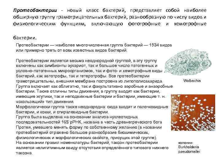 Протеобактерии - новый класс бактерий, представляет собой наиболее обширную группу грамотрицательных бактерий, разнообразную по