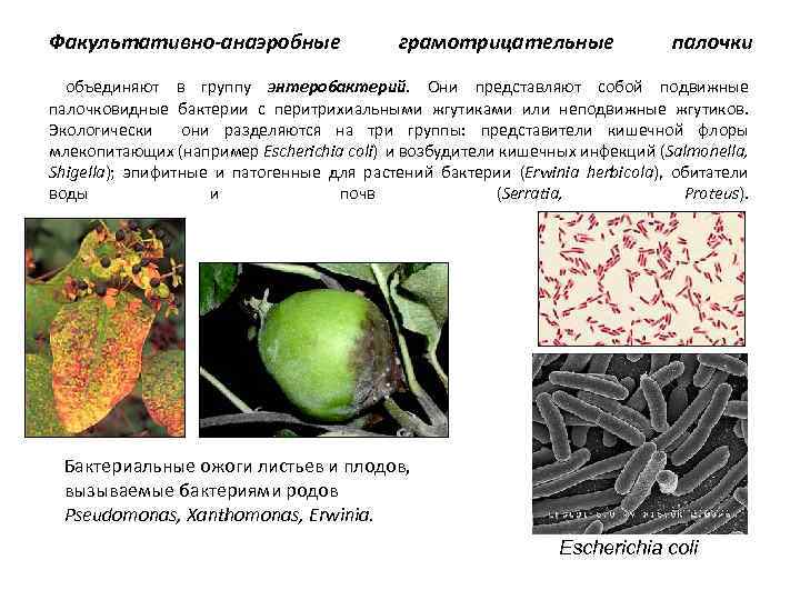 Факультативно-анаэробные грамотрицательные палочки объединяют в группу энтеробактерий. Они представляют собой подвижные палочковидные бактерии с