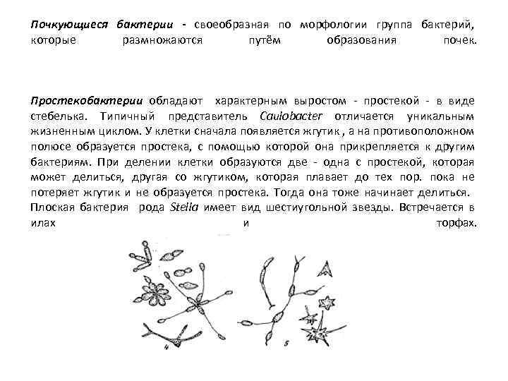 Почкующиеся бактерии - своеобразная по морфологии группа бактерий, которые размножаются путём образования почек. Простекобактерии