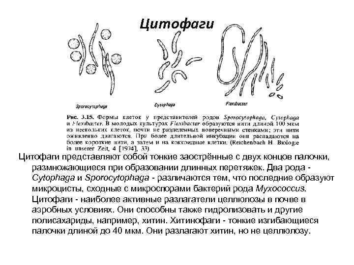 Цитофаги представляют собой тонкие заострённые с двух концов палочки, размножающиеся при образовании длинных перетяжек.