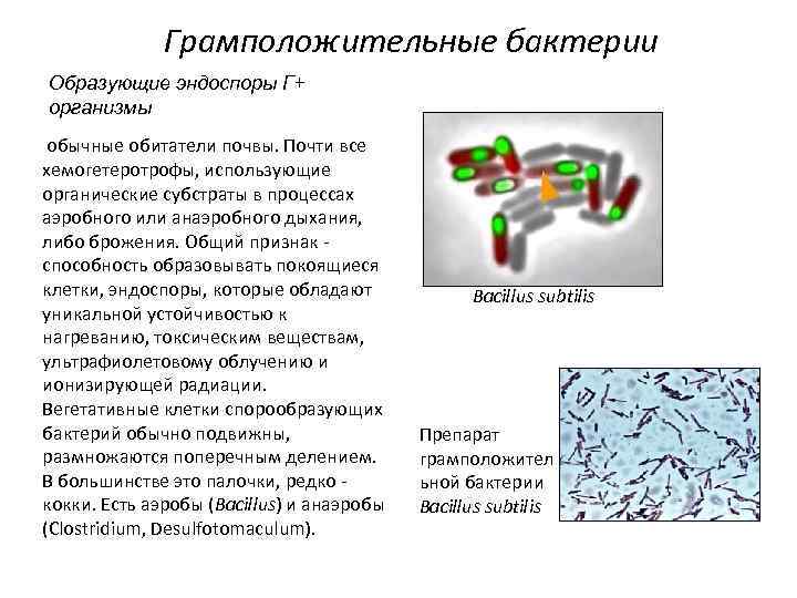 Бактерии образованы гифами