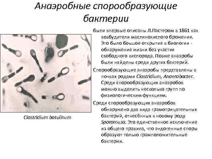Анаэробные спорообразующие бактерии Clostridium botulinum были впервые описаны Л. Пастером в 1861 как возбудители
