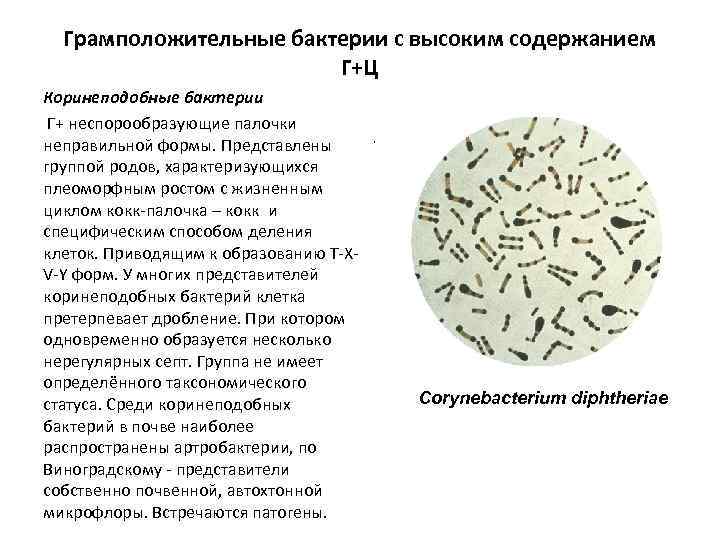 Процессы характерные для бактерий