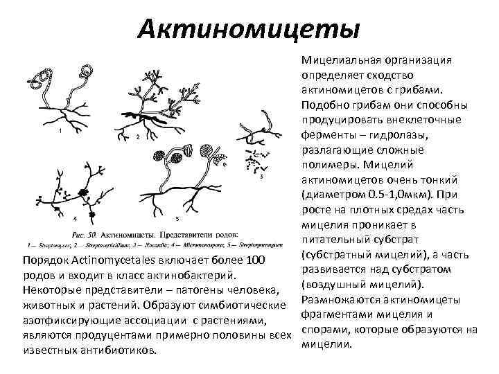 Актиномицеты Мицелиальная организация определяет сходство актиномицетов с грибами. Подобно грибам они способны продуцировать внеклеточные