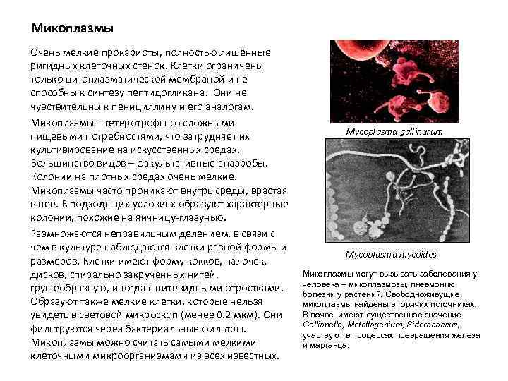 Микоплазмы Очень мелкие прокариоты, полностью лишённые ригидных клеточных стенок. Клетки ограничены только цитоплазматической мембраной