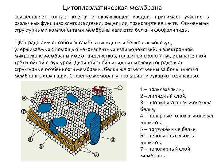 Цитоплазматическая мембрана осуществляет контакт клетки с окружающей средой, принимает участие в различных функциях клетки: