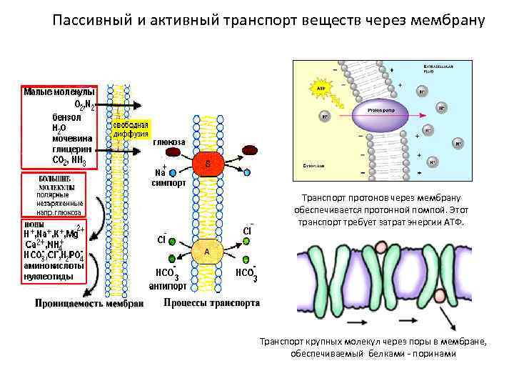 Пассивный и активный транспорт веществ через мембрану Транспорт протонов через мембрану обеспечивается протонной помпой.
