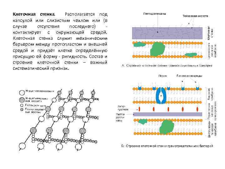 Есть ли клеточная стенка