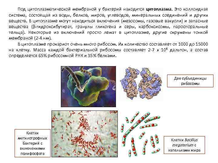 Под цитоплазматической мембраной у бактерий находится цитоплазма. Это коллоидная система, состоящая из воды, белков,