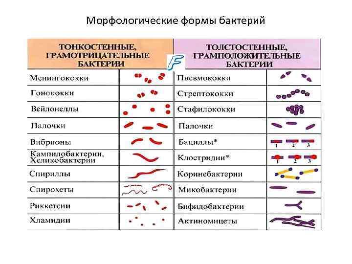 Морфологические формы бактерий 