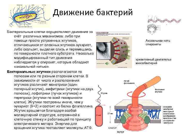 Жгутиковая бактерия фото