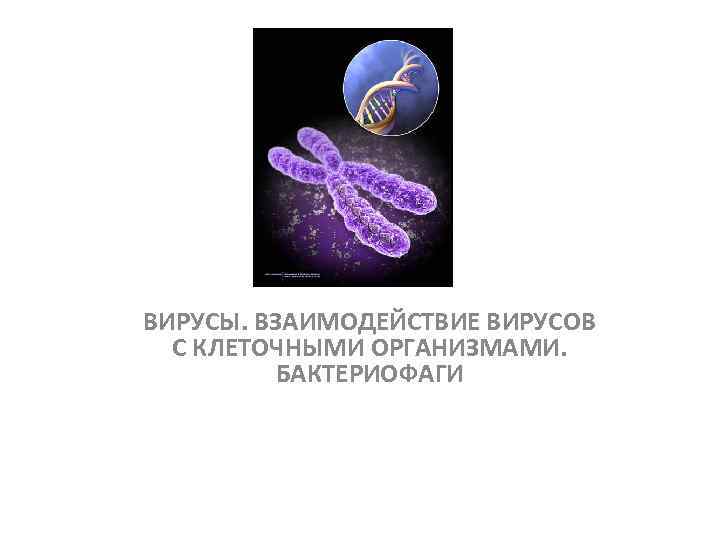 Лекция 5. ВИРУСЫ. ВЗАИМОДЕЙСТВИЕ ВИРУСОВ С КЛЕТОЧНЫМИ ОРГАНИЗМАМИ. БАКТЕРИОФАГИ 