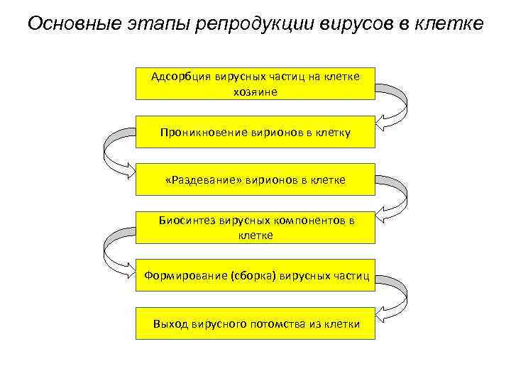 Основные этапы репродукции вирусов в клетке Адсорбция вирусных частиц на клетке хозяине Проникновение вирионов