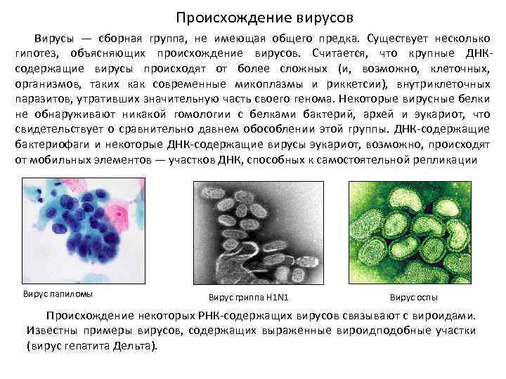 Происхождения клеточных организмов. Гипотезы происхождения вирусов. Клеточные организмы. Происхождение вирусов.