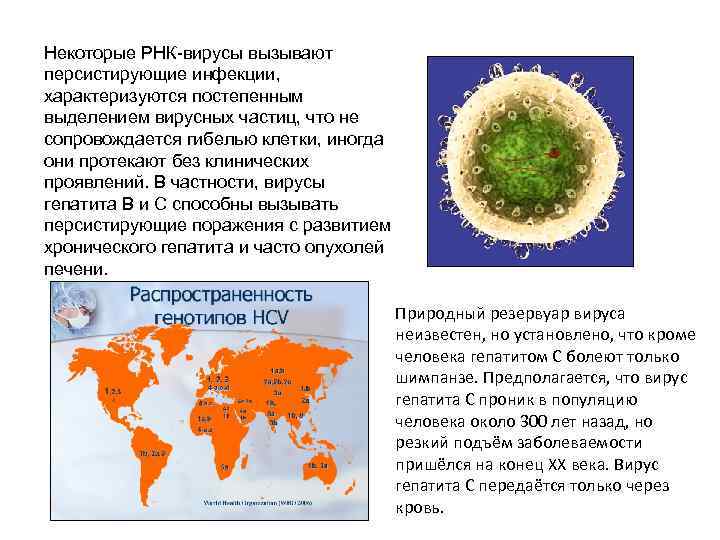 Некоторые РНК-вирусы вызывают персистирующие инфекции, характеризуются постепенным выделением вирусных частиц, что не сопровождается гибелью