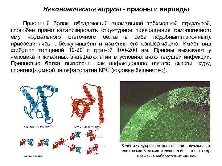 Неканонические вирусы - прионы и вироиды Прионный белок, обладающий аномальной трёхмерной структурой, способен прямо