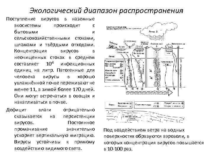 Экологический диапазон распространения Поступление вирусов в наземные экосистемы происходит с бытовыми и сельскохозяйственными стоками,