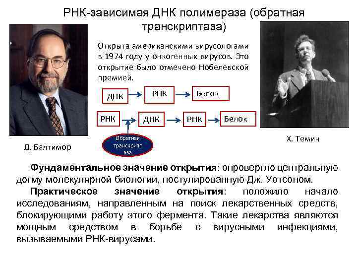 РНК-зависимая ДНК полимераза (обратная транскриптаза) Открыта американскими вирусологами в 1974 году у онкогенных вирусов.