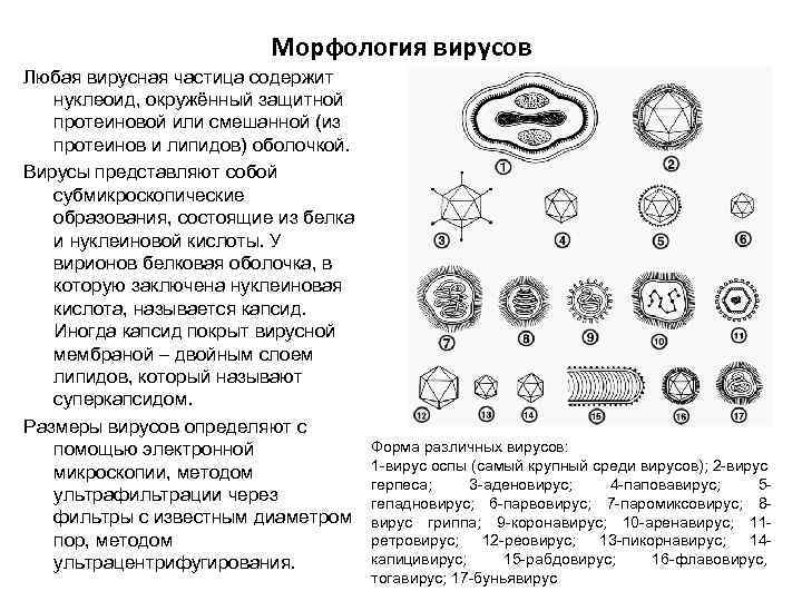 Морфология вирусов Любая вирусная частица содержит нуклеоид, окружённый защитной протеиновой или смешанной (из протеинов