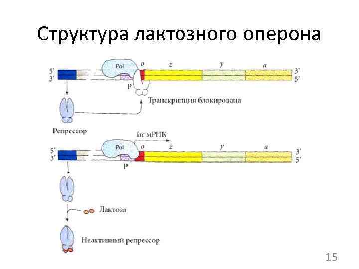 Структура лактозного оперона 15 