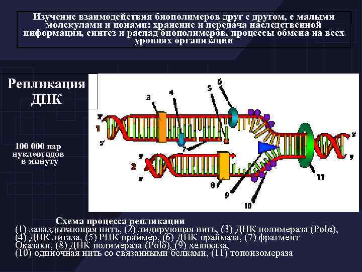 Изучение взаимодействия биополимеров друг с другом, с малыми молекулами и ионами: хранение и передача