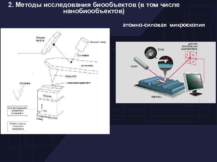 2. Методы исследования биообъектов (в том числе нанобиообъектов) атомно-силовая микроскопия 