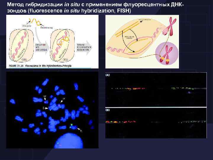 Метод гибридизации in situ с применением флуоресцентных ДНКзондов (fluorescence in situ hybridization, FISH) 
