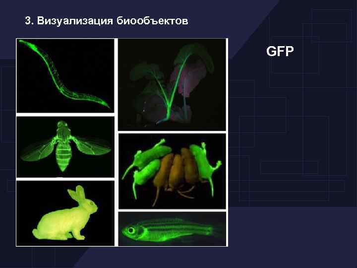 3. Визуализация биообъектов GFP 
