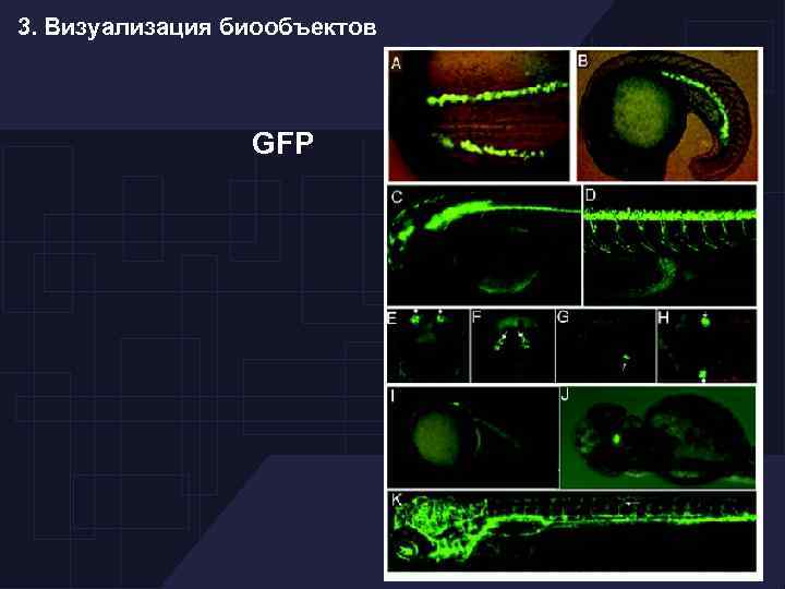 3. Визуализация биообъектов GFP 
