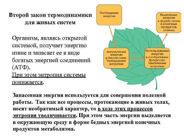 Второй закон термодинамики для живых систем Организм, являясь открытой системой, получает энергию извне и