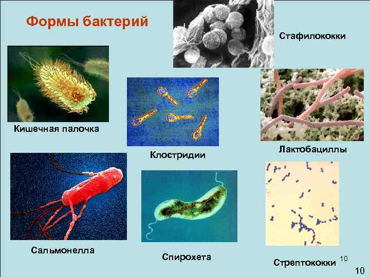 Микроорганизмы кишечная палочка. Кишечная палочка форма бактерии. Бактерий группы кишечных палочек в среде.