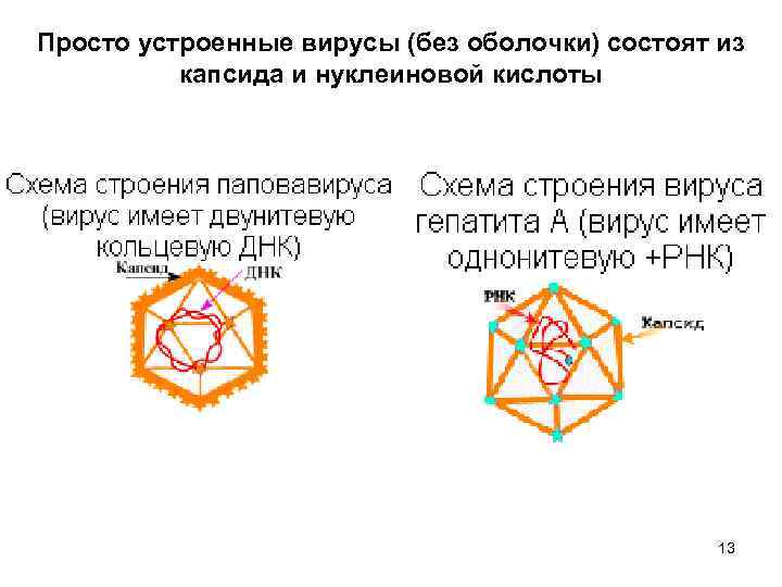 Простой устраивать. Просто и сложно устроенные вирусы. Структура вирусов просто и сложно устроенные вирусы. Вирусы без оболочки. Просто устроенные вирусы (без оболочки):.