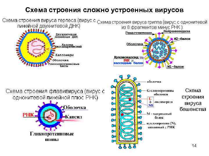 Схема строения вируса