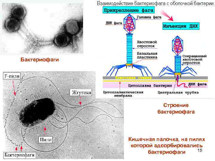 Бактериофаги Строение бактериофага Кишечная палочка, на пилях которой адсорбировались 15 бактериофаги 