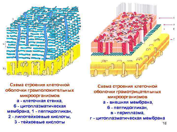 Оболочка клетки клеточная стенка