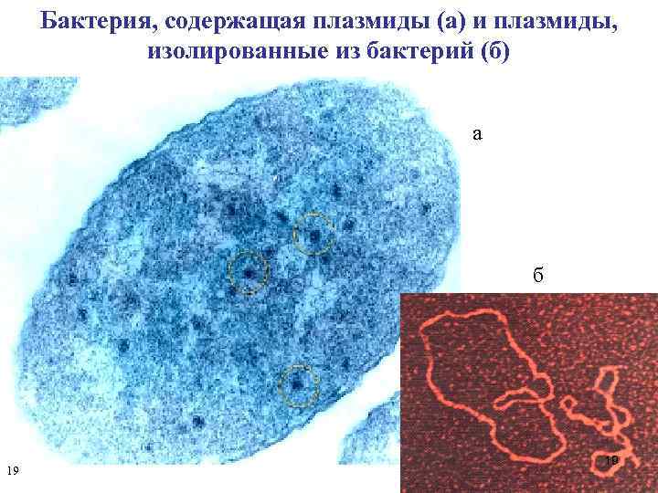 Бактерия, содержащая плазмиды (а) и плазмиды, изолированные из бактерий (б) а б 19 19