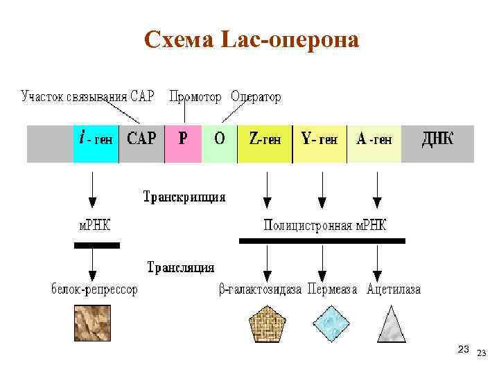 Схема Lac-оперона 23 23 