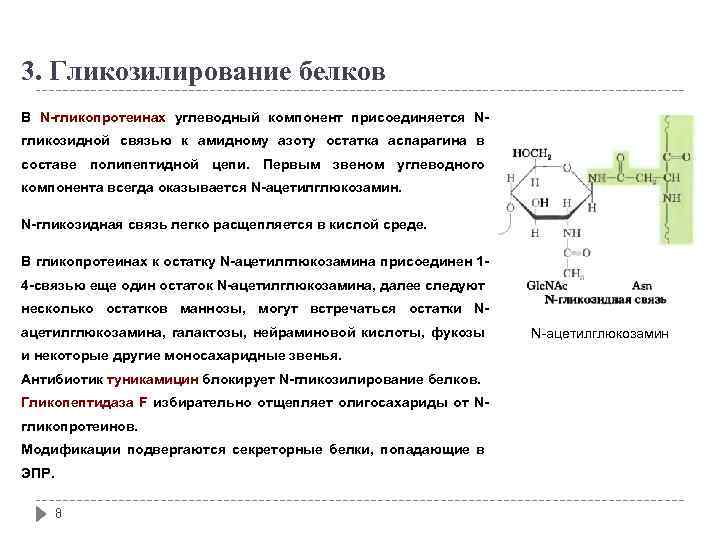 3. Гликозилирование белков В N-гликопротеинах углеводный компонент присоединяется Nгликозидной связью к амидному азоту остатка