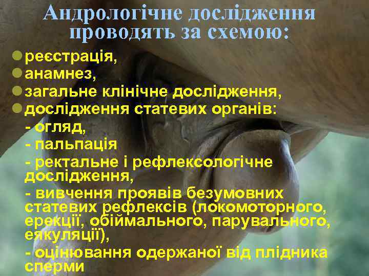 Андрологічне дослідження проводять за схемою: l реєстрація, l анамнез, l загальне клінічне дослідження, l