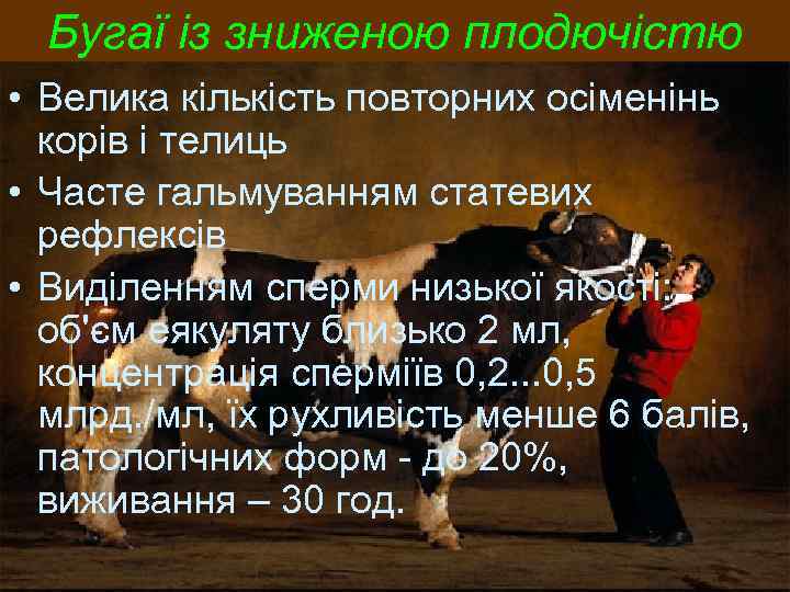 Бугаї із зниженою плодючістю • Велика кількість повторних осіменінь корів і телиць • Часте