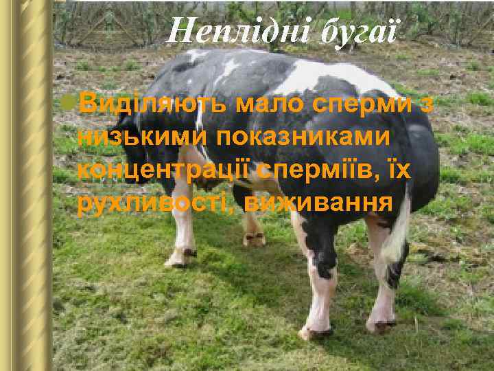 Неплідні бугаї l. Виділяють мало сперми з низькими показниками концентрації сперміїв, їх рухливості, виживання