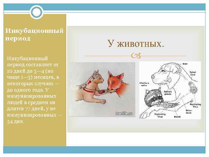 Инкубационный период составляет от 10 дней до 3— 4 (но чаще 1— 3) месяцев,