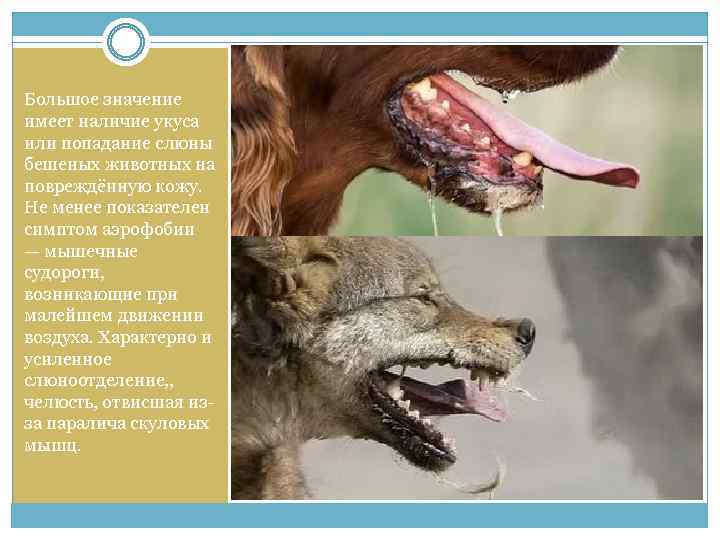 Большое значение имеет наличие укуса или попадание слюны бешеных животных на повреждённую кожу. Не